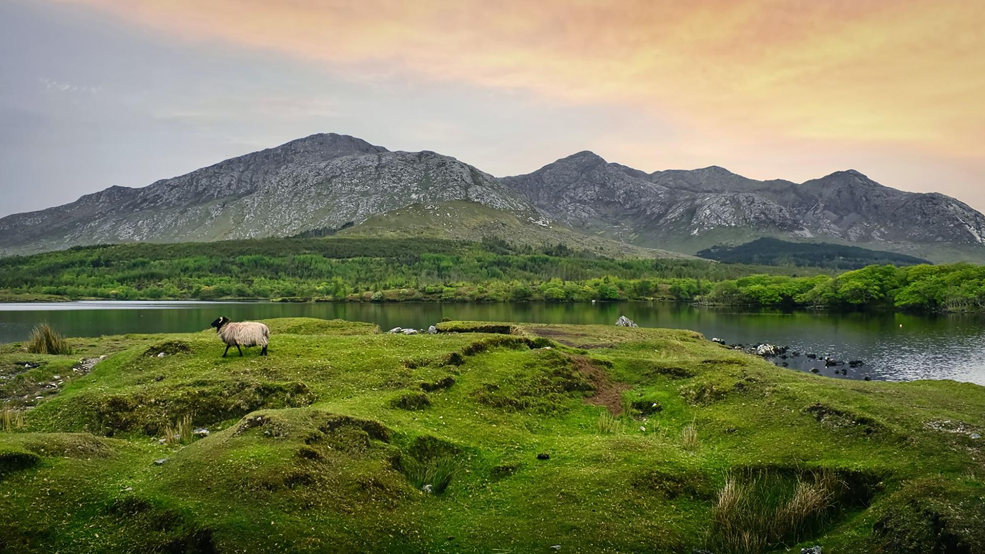 A sheep grazes on a grassy hill beside a calm lake, with mountains and a colorful sky in the background.