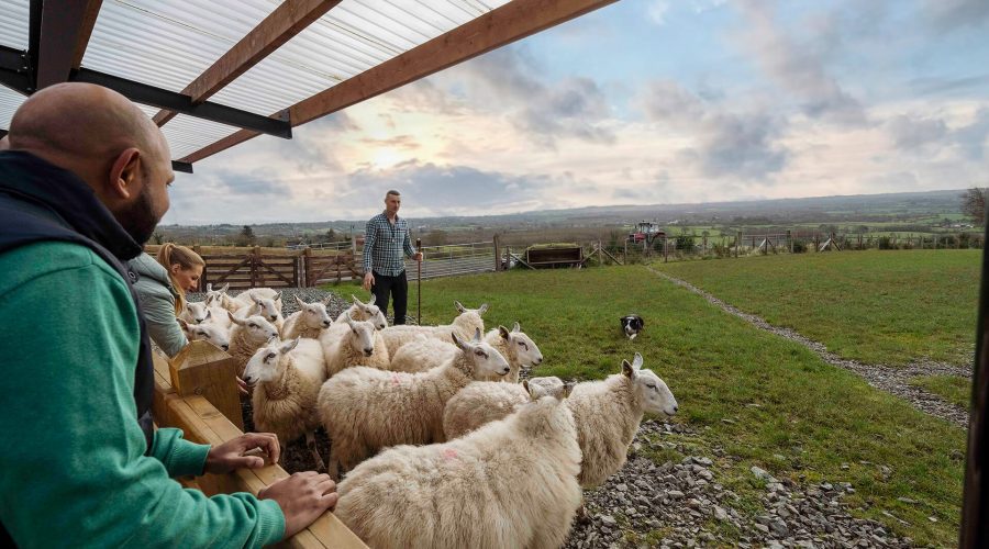 Two people and a dog herd a group of sheep into a fenced area on a farm, while another person looks on from a covered structure. The scene includes a rolling countryside landscape under a cloudy sky.
